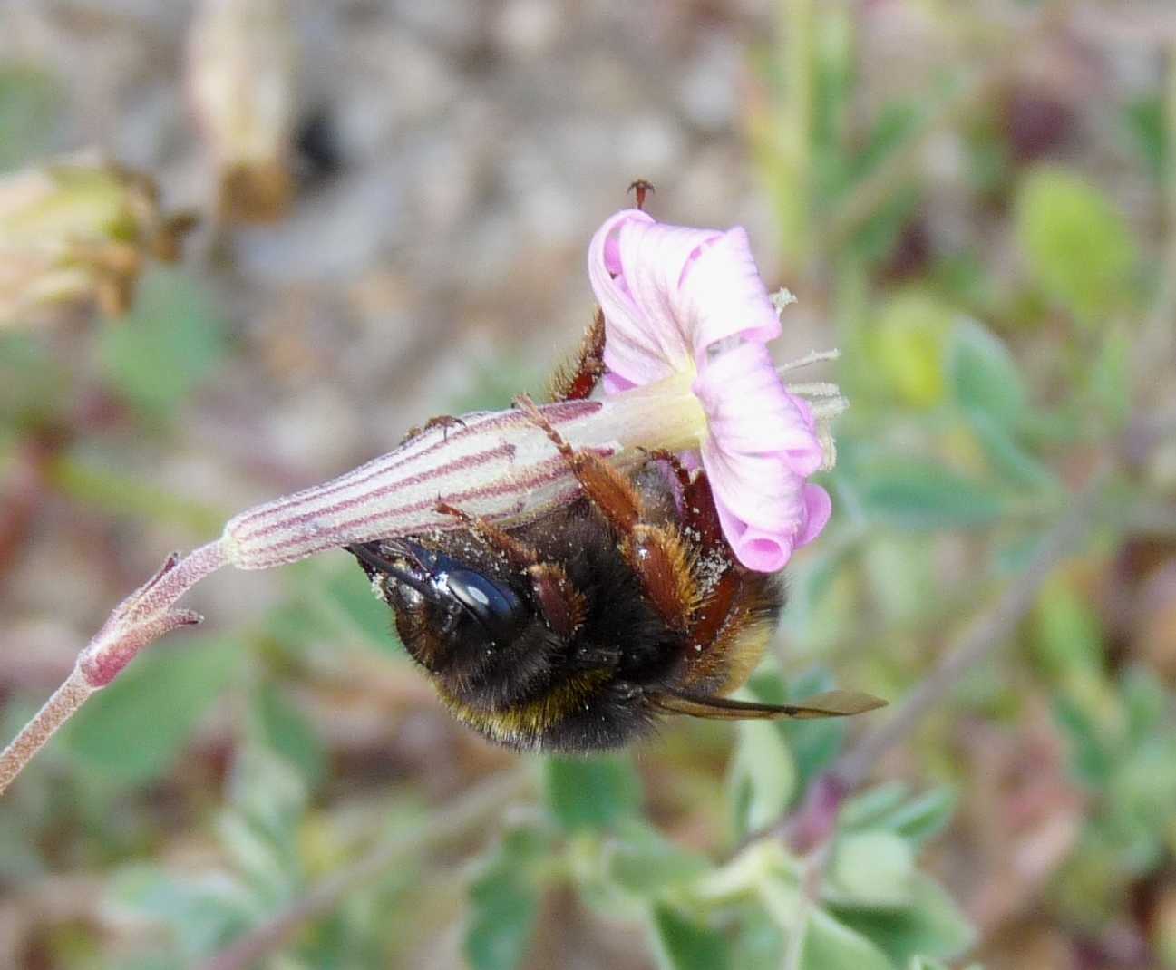 Bombi astuti (tecniche di perforazione del calice dei fiori)